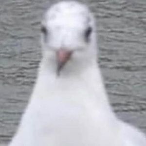 Meet your Posher, Gene